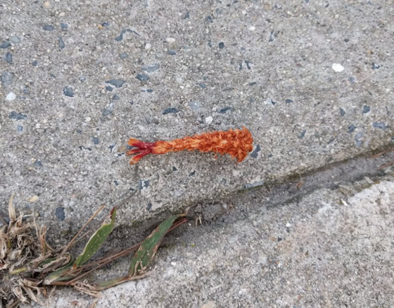 Small orange marine animal on concrete with seaweed nearby.