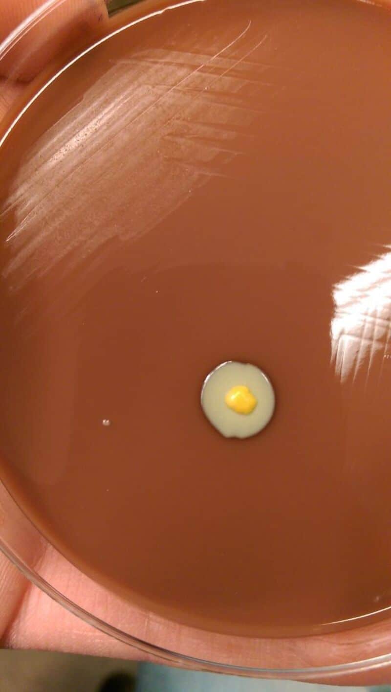 Delicious chocolate pudding with a tiny yellow custard topping, showcasing a rich, creamy texture an.