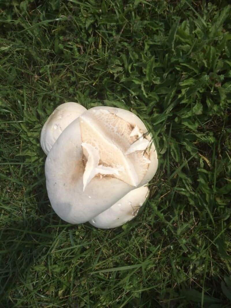 Mushroom on green grass with a partially opened cap, natural outdoor scene.