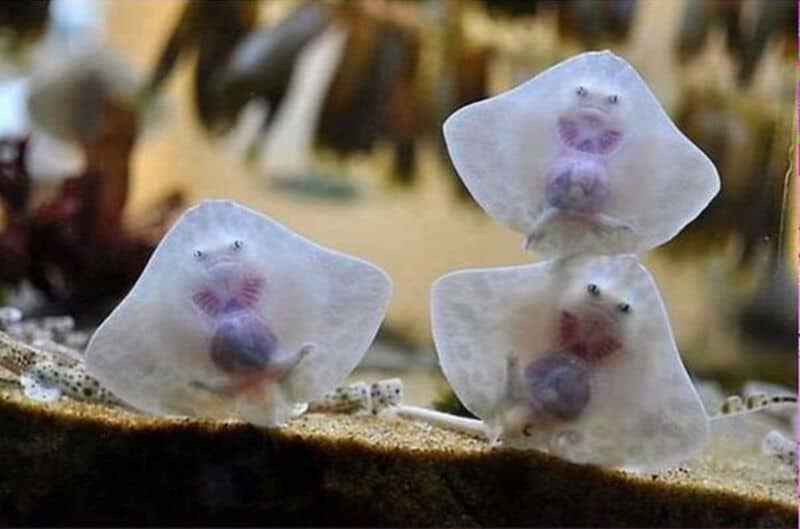 Delicate marine organisms resembling tiny jellyfish or sea creatures on a sandy ocean floor.
