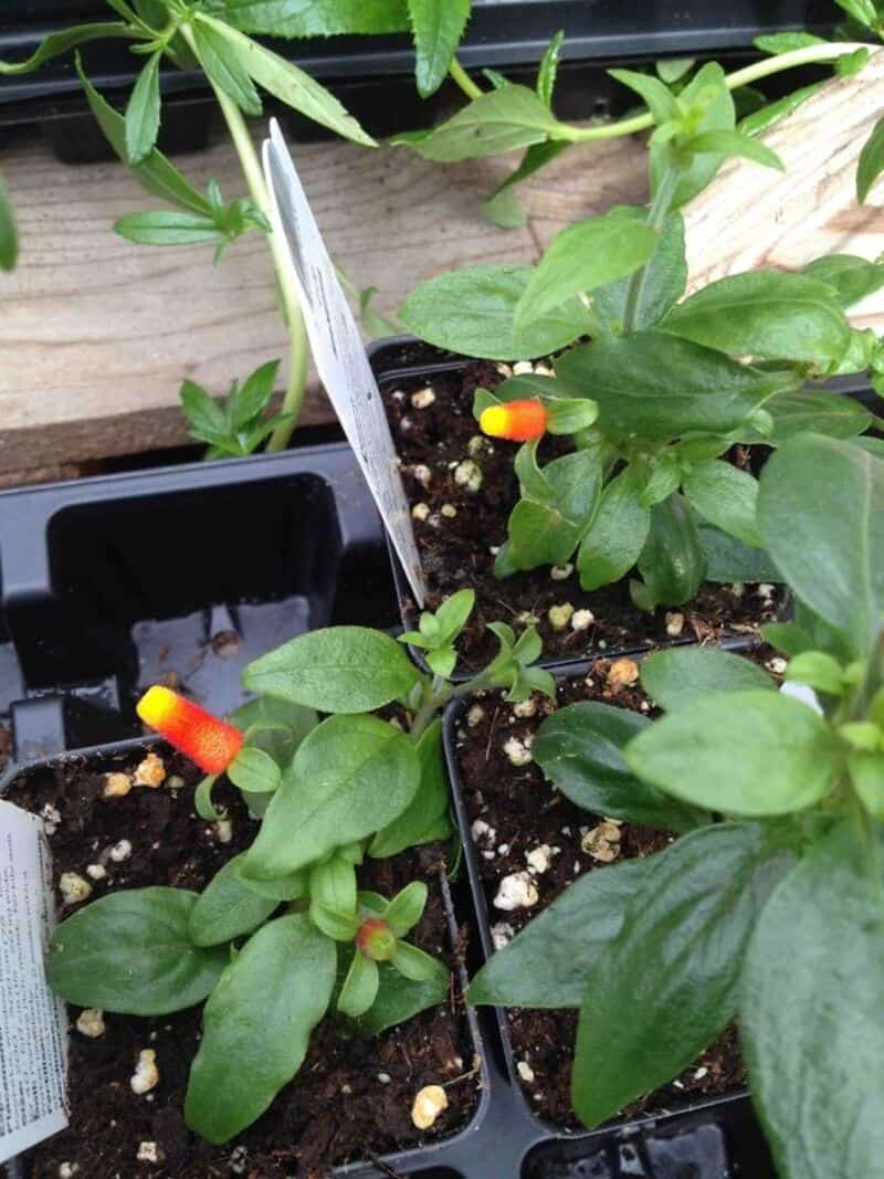 Young pepper plants in pots with vibrant green leaves and small peppers starting to develop.