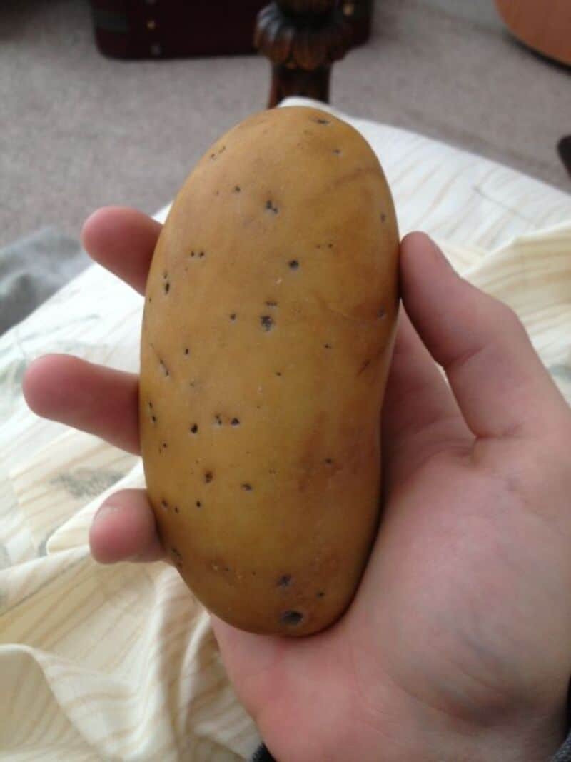 Close-up of a large potato with small dark spots, held in a person's hand.