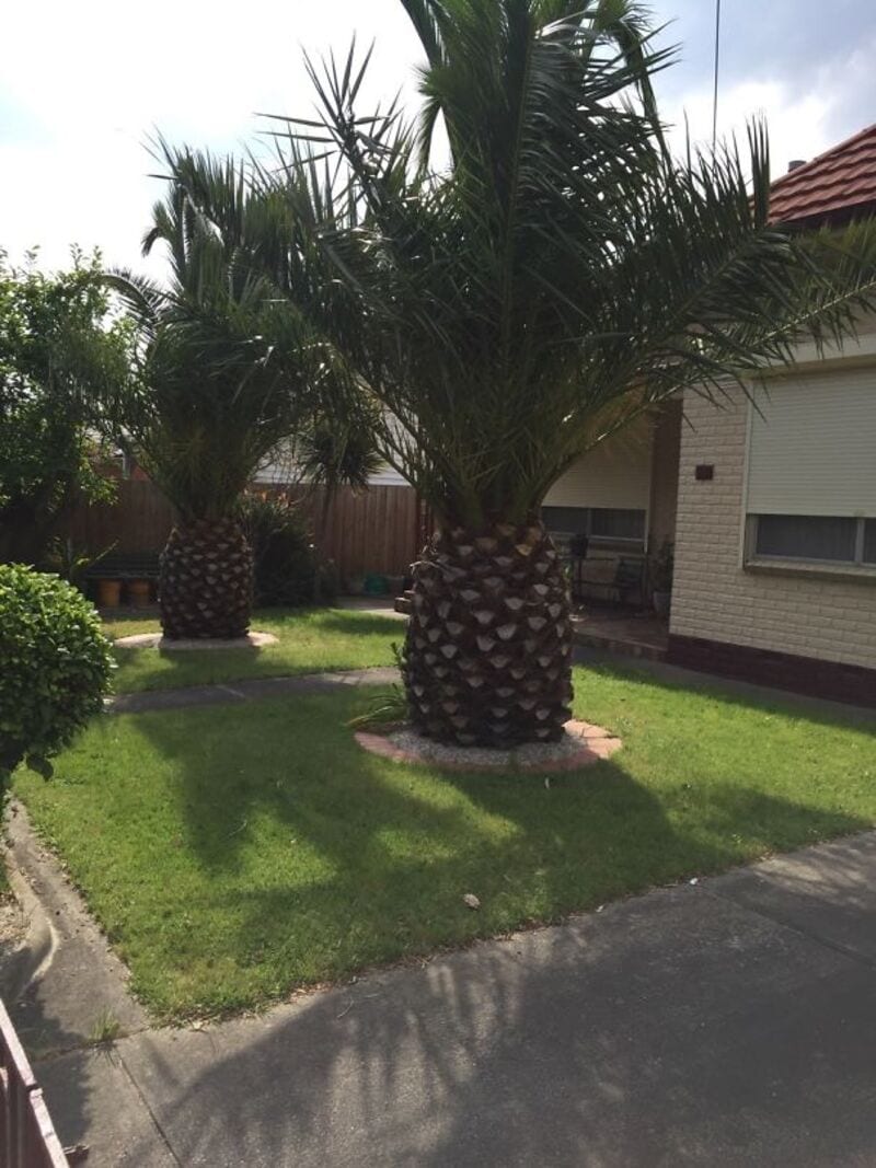 Two mature palm trees in a backyard with green grass and a house in the background.