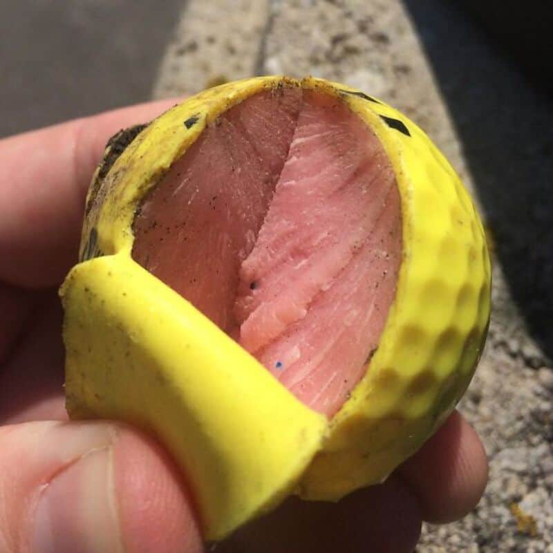 Pink watermelon with yellow rind, held in hand outdoors.