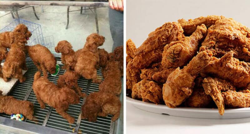 Group of adorable poodle puppies in a shelter, waiting for adoption.