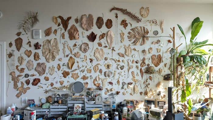 Seashells and botanical specimens arranged on a wall, creating a natural history display in a bright.
