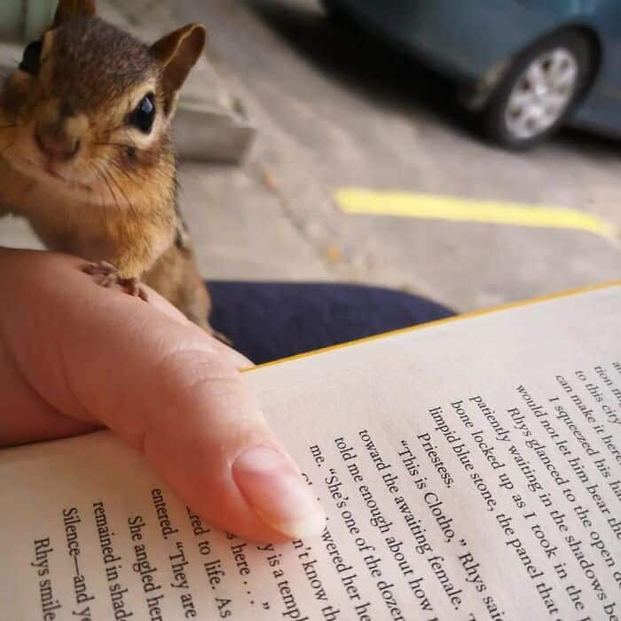 Adorable kitten looking over a book outdoors with a parked car in the background.