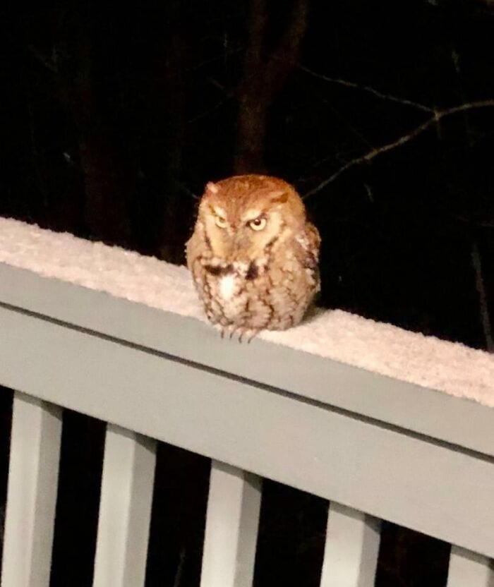 Owl perched on a balcony railing during nighttime, with dark trees in the background. Perfect for wi.
