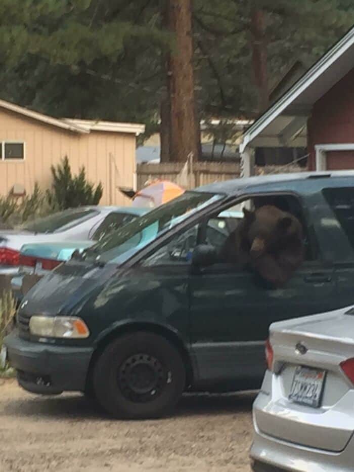 Bear sitting in the driver's seat of a dark-colored minivan.