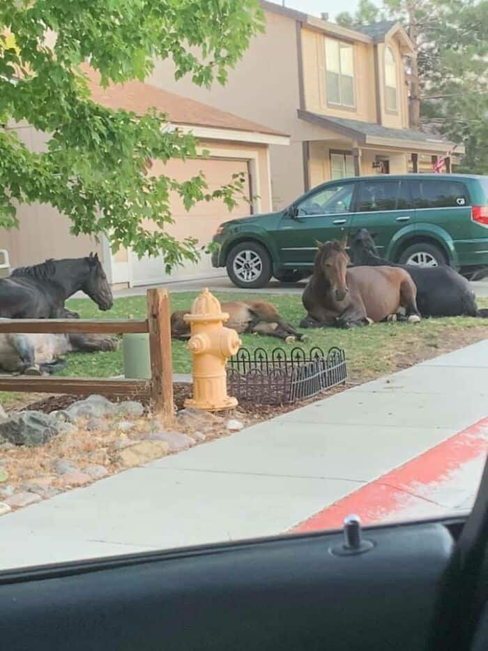 Horses lying on the grass in front of a suburban house with a parked green SUV.