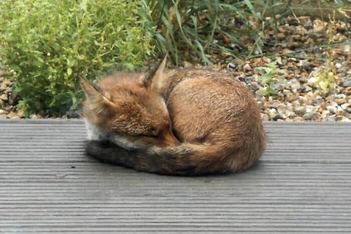 Sleeping fox curled up on a wooden deck in a garden setting.