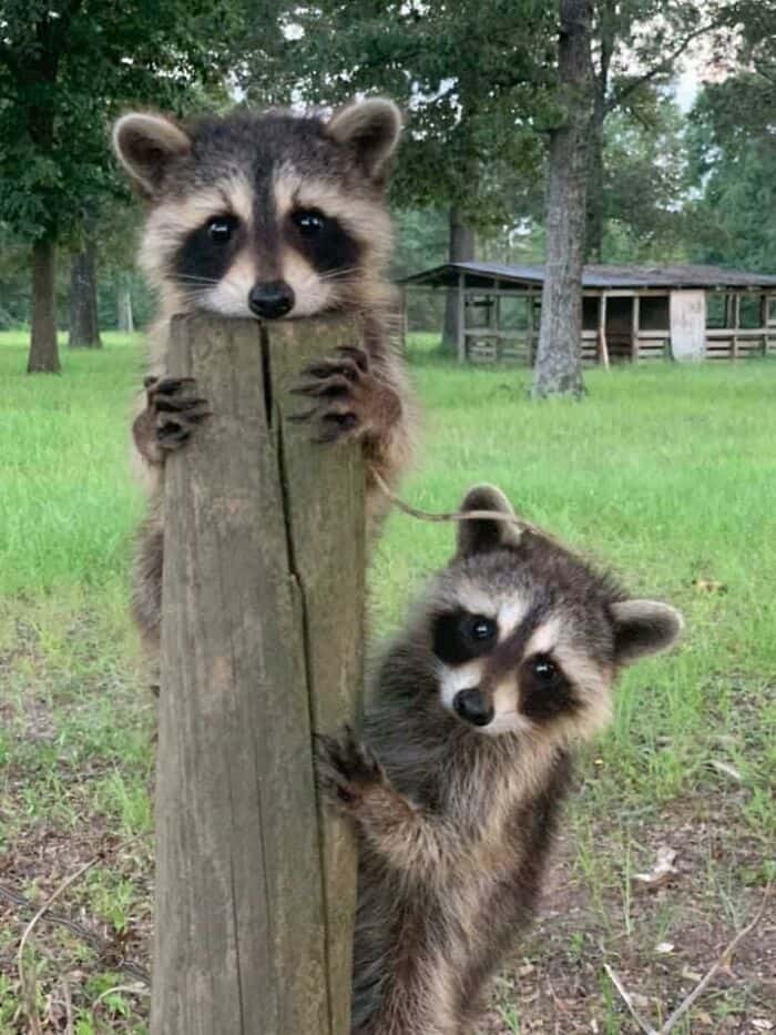 Raccoons peeking over a wooden post in a park with trees and a shed in the background.