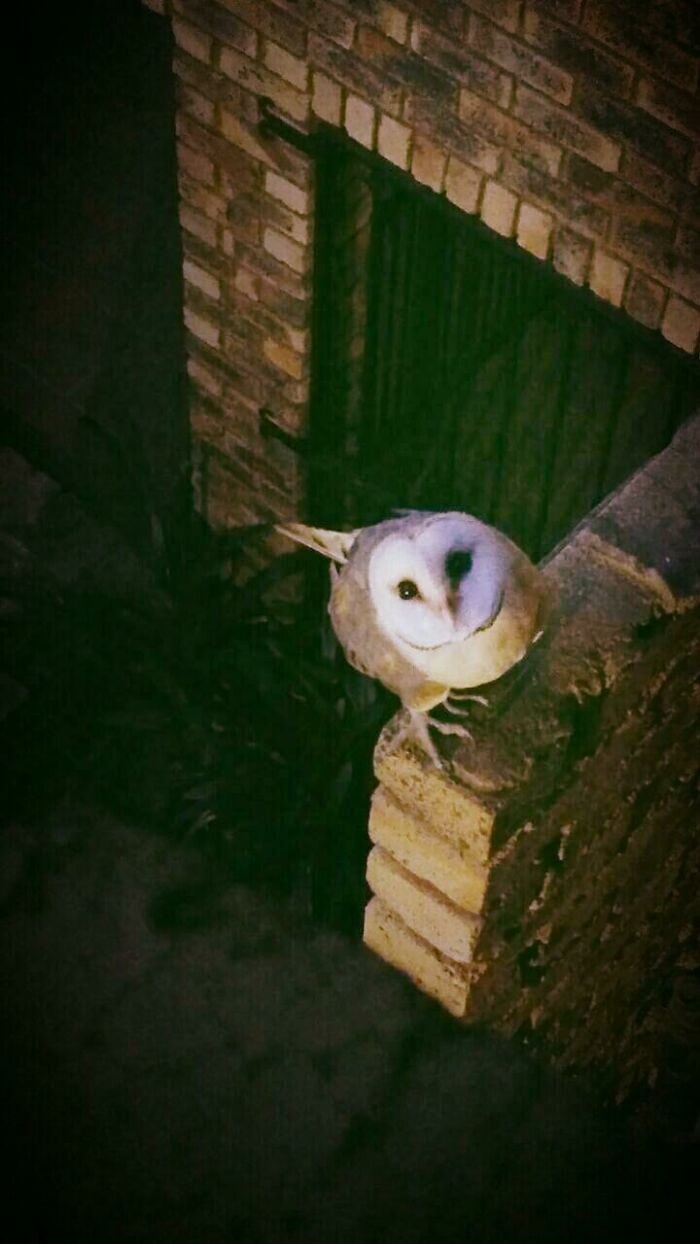 Barn owl sitting on brick ledge at night, illuminated softly, showcasing its white face and brown fe.