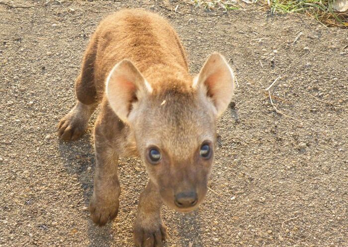 Adorable baby hyena standing on dirt ground, looking up with big eyes.