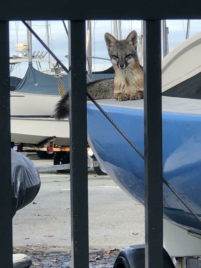 Adorable wildcat lounging on a boat dock, surrounded by moored boats and marina equipment, showcasin.