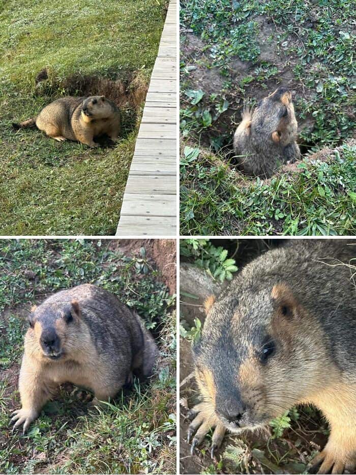 Groundhogs relaxing outdoors in natural habitats.