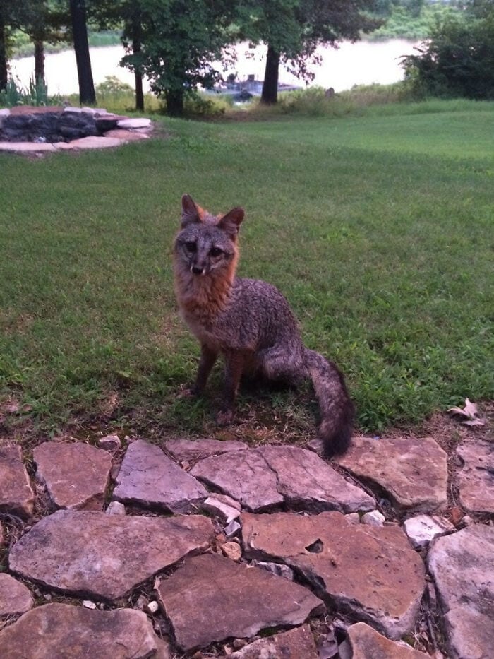 Cute fox sitting on a stone wall in a lush park with trees and water in the background.