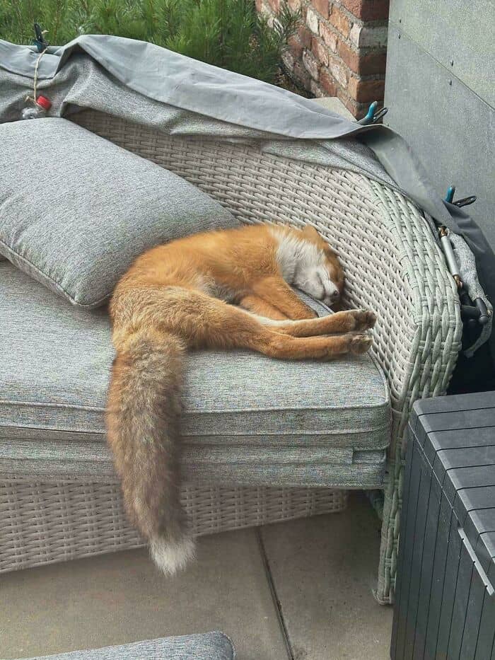 Cat sleeping on outdoor wicker sofa with gray cushions and pillow.