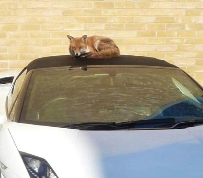 Fox lying on a car roof with a brick wall background.