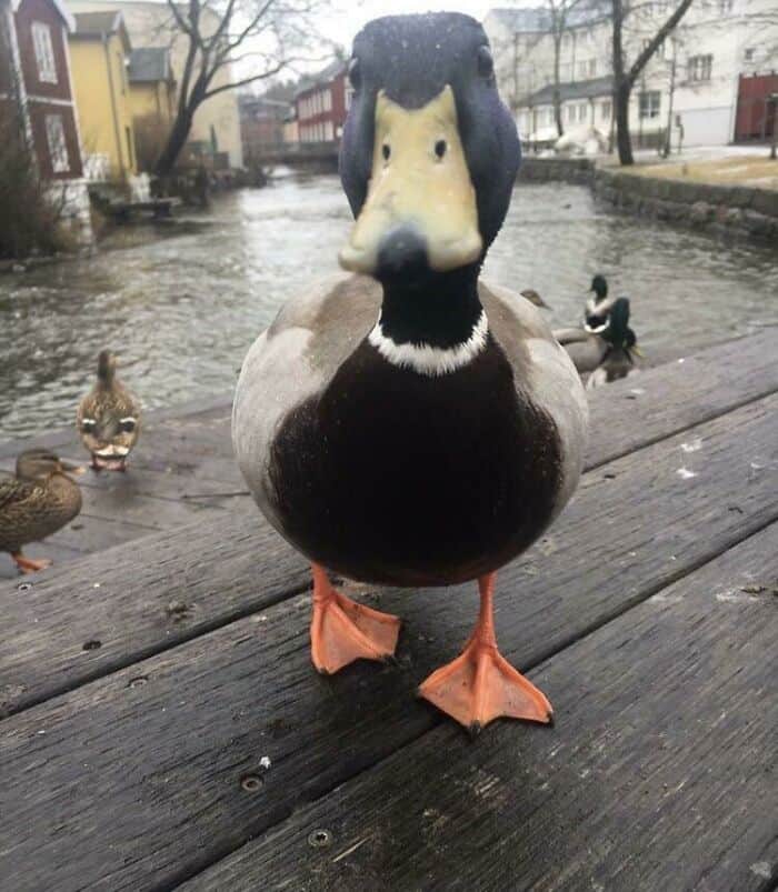 Close-up of a mallard duck standing on a wooden dock near water, with other ducks in the background.