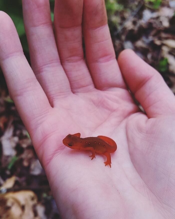 Tiny red salamander resting on a person's palm, highlighting nature and wildlife.