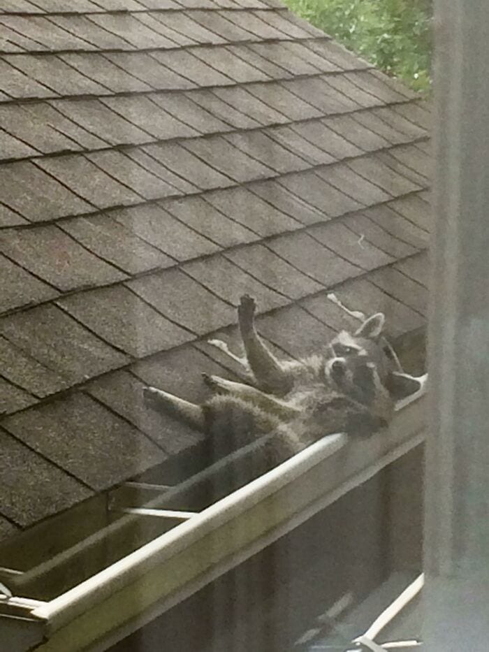 Raccoon lounging on a windowsill above roof shingles, enjoying the sunlight.
