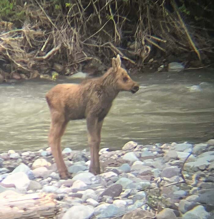 Young bear cub exploring riverbank environment with rocks and flowing water.