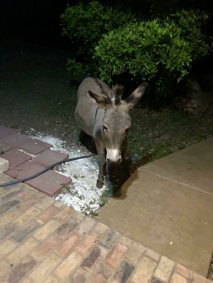Donkey standing outdoors near bushes at night, illuminated by a light source.