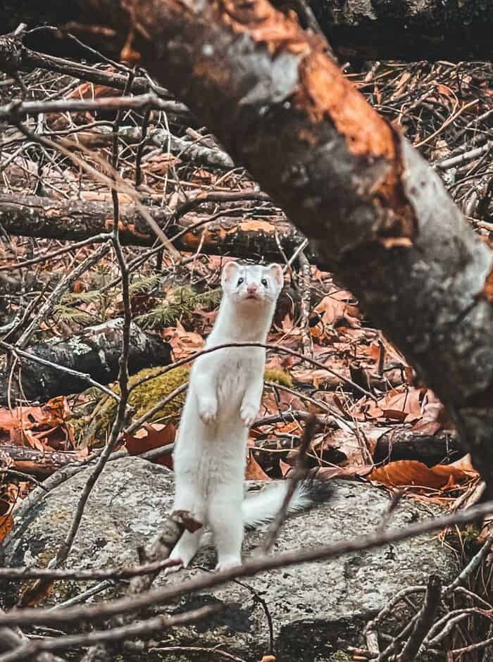 Ferret exploring outdoors among natural forest debris and rocks.