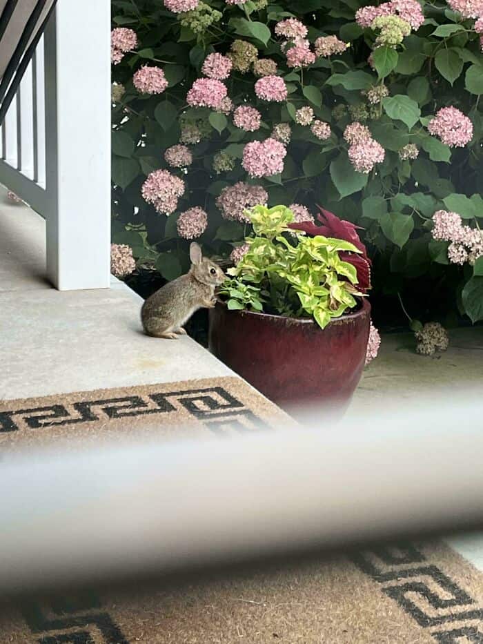 Small mouse next to potted plant on porch with pink hydrangeas in background.