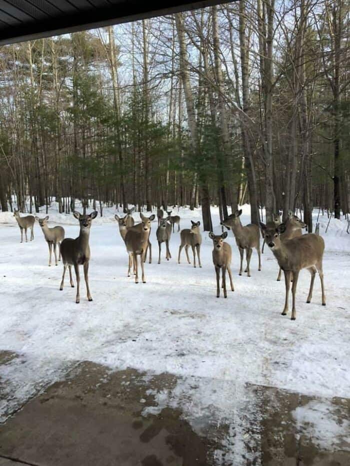 Group of deer standing on snow-covered ground in a winter forest scene.