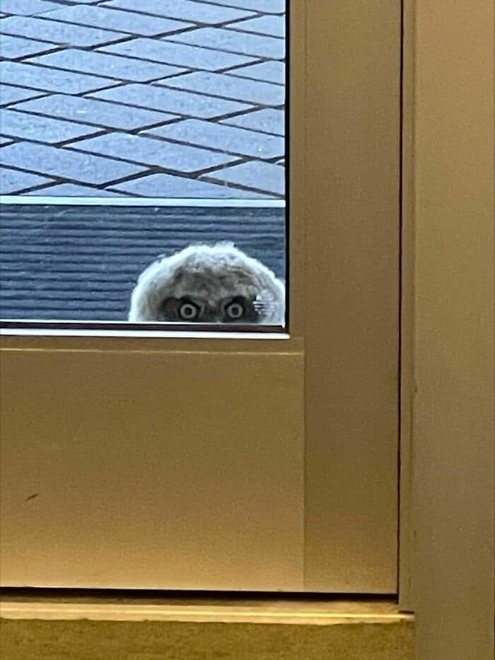 Owl peering through a glass door with wide eyes, partially hidden behind the frame.