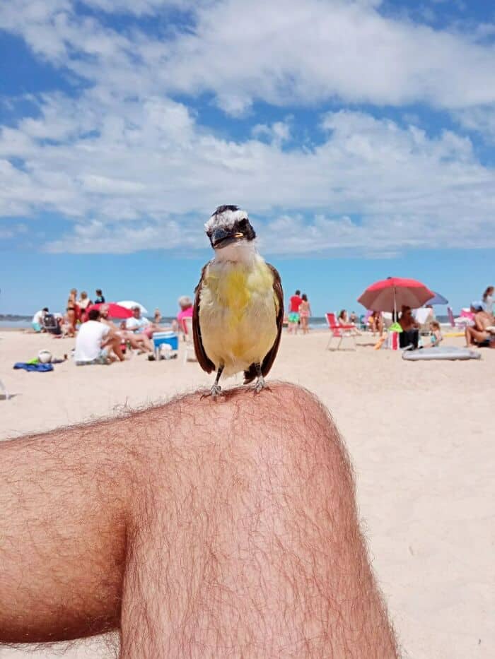 Bird on a person's knee at the beach with umbrellas and people enjoying sunny weather.