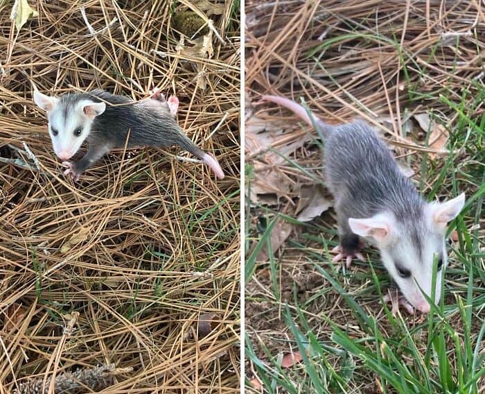 Tiny possum with gray and white fur, pink nose, and small ears, exploring dry grass and leaves outdo.