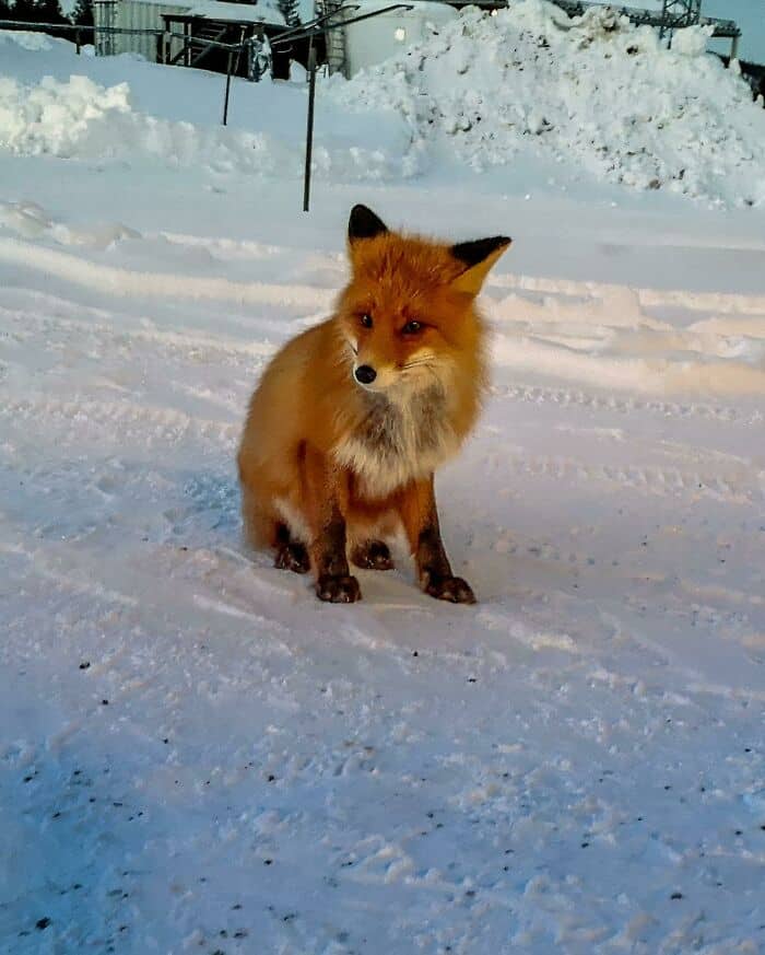 Red fox in snowy landscape, winter scene with snow-covered ground and background.