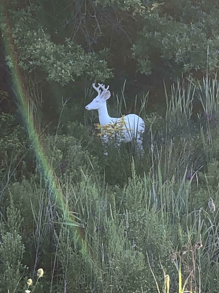 A white deer statue with antlers standing amidst dense greenery and tall grass in a forested area.