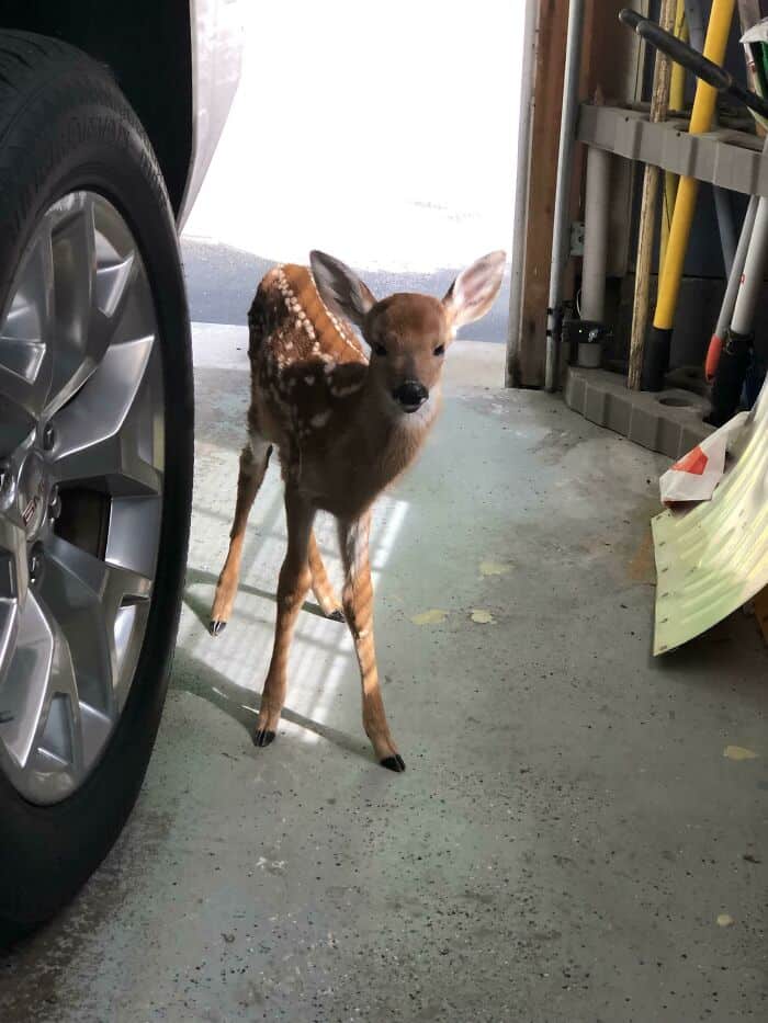 Baby deer standing near a car in a garage, illuminated by sunlight, with tools and equipment in the.