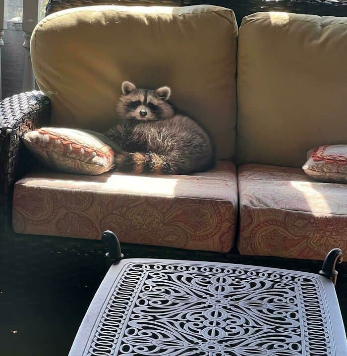 Raccoon resting on a beige couch with decorative pillows, sunlight streaming in, creating a cozy sce.