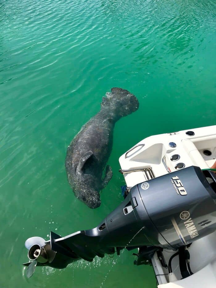 Sea otter holding onto boat motor in calm, clear green water.
