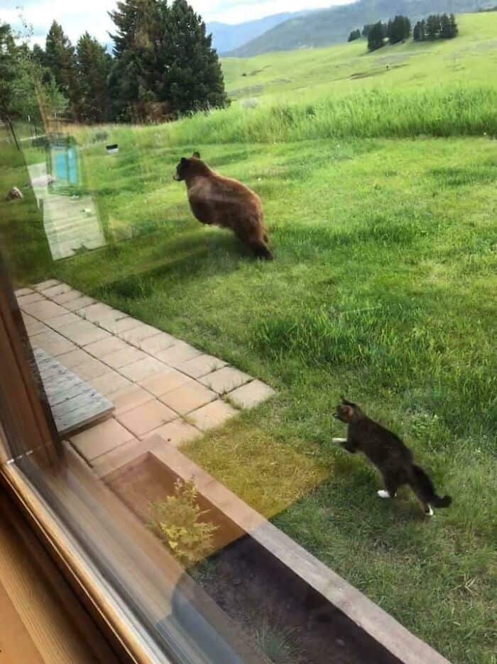 Bear and cat observing outdoors from inside the house.