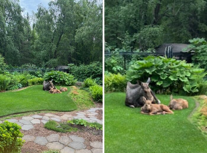 Dogs relaxing on lush green lawn with trees and plants in the background.