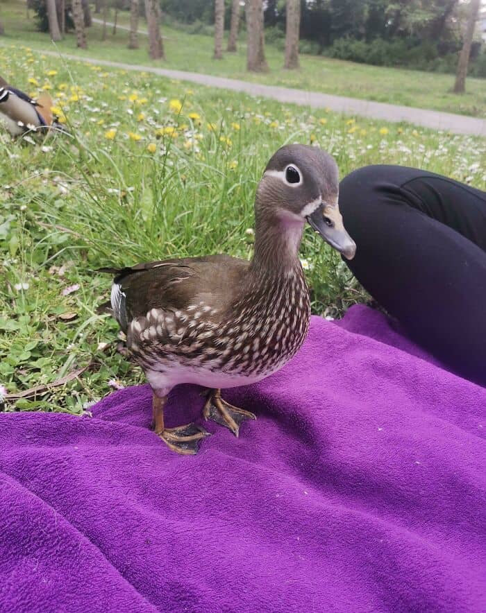 Adorable duckling sitting on purple blanket outdoors.