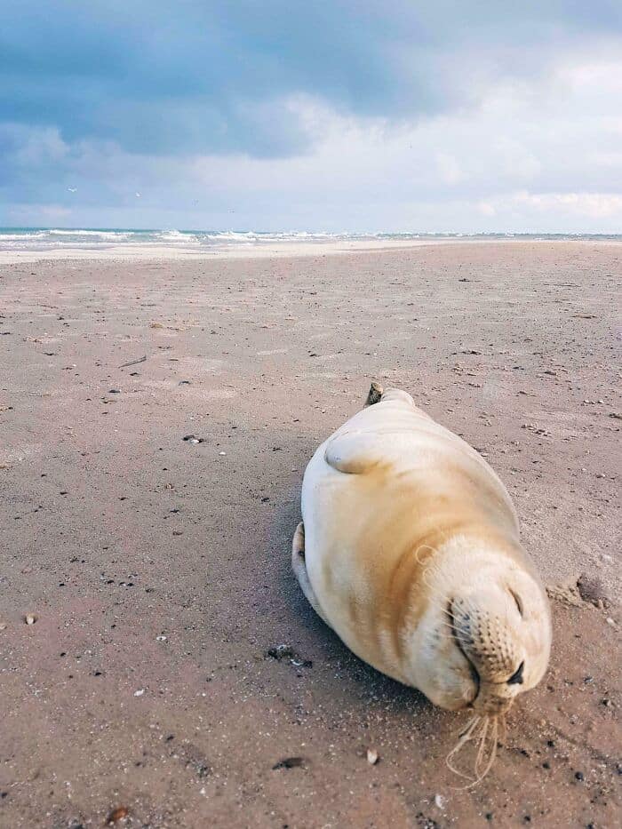 Sea lion lying on sandy beach with ocean and cloudy sky in background.