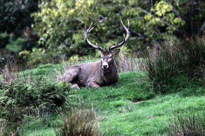 Deer with large antlers lying on grass in a dense forest setting.