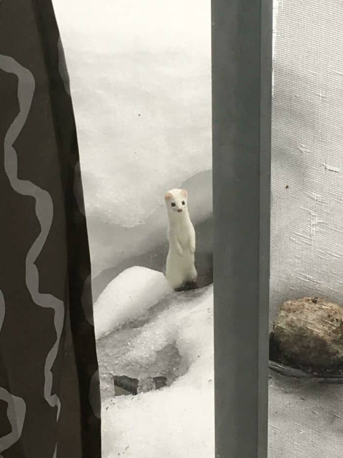 Stoat in snow looking through a window, with a rock and snow-covered ground nearby.