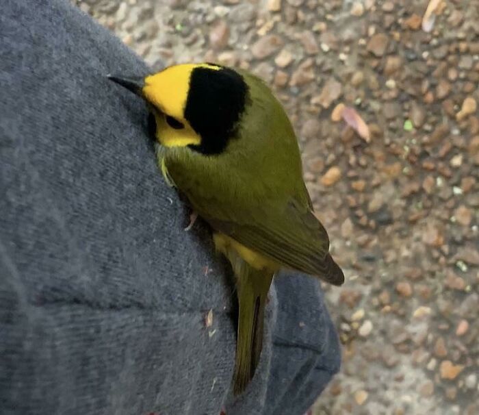Bird with yellow head and black markings, sitting on gray fabric outdoors.