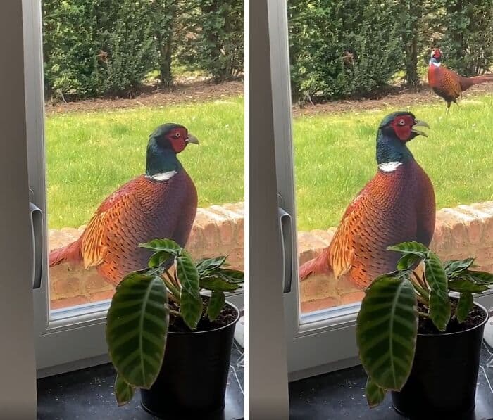 Bird sitting on windowsill with a potted plant in front, looking outside.