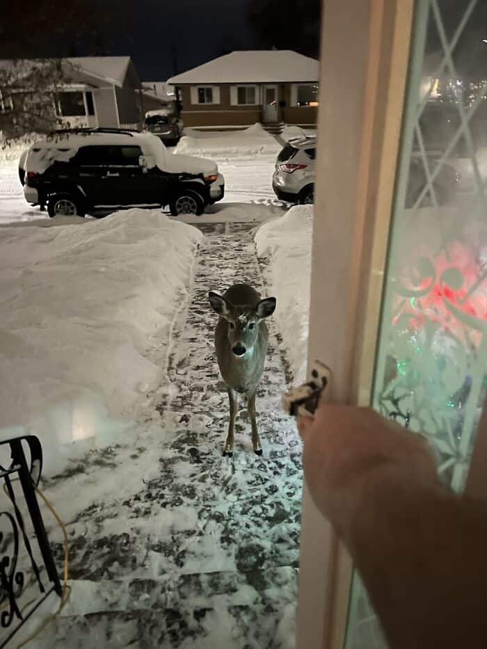 Deer standing on snow-covered walkway outside a house at night, seen from inside through the door.