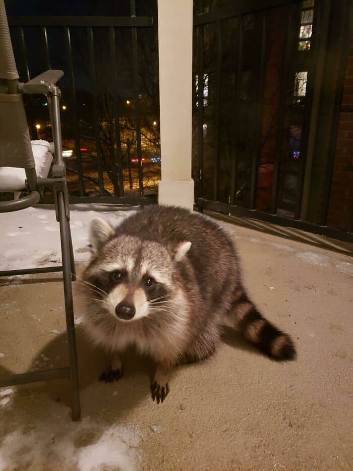 Raccoon sitting on balcony floor with city lights in the background at night.