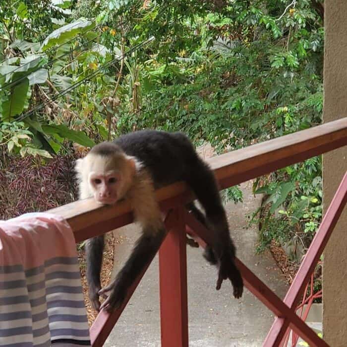 Capuchin monkey lounging on balcony railing with lush green background.
